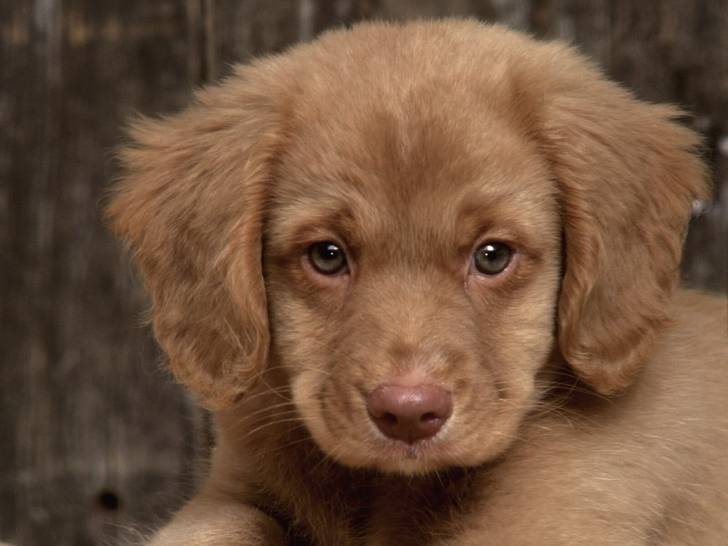 jacky - Cocker Anglais (3 mois)