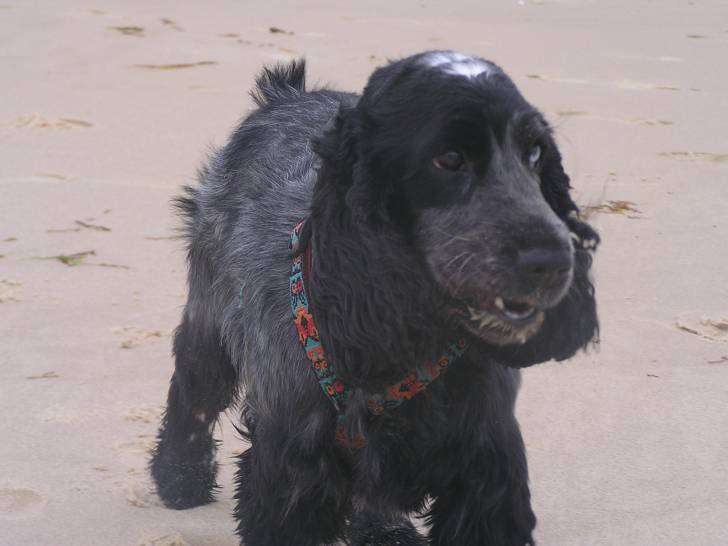Blue - Cocker Anglais (3 ans)
