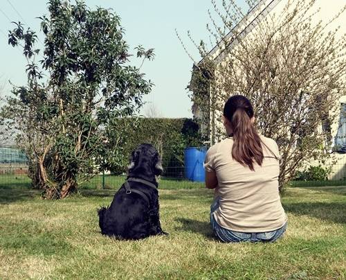 Beautyfulgirl - Cocker Anglais (5 ans)