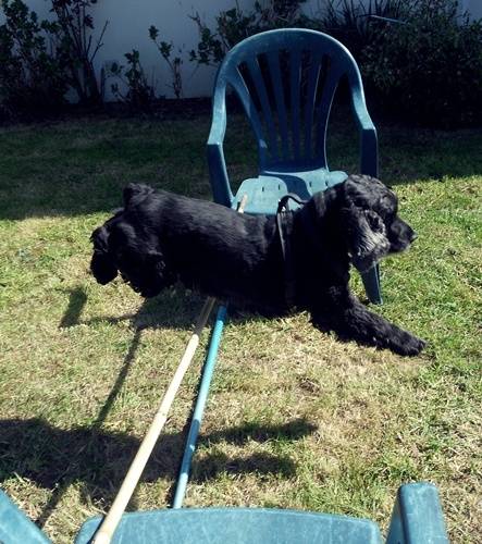 Beautyfulgirl - Cocker Anglais (5 ans)