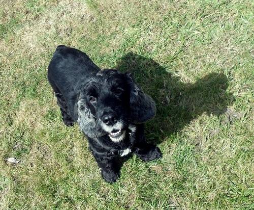 Beautyfulgirl - Cocker Anglais (5 ans)