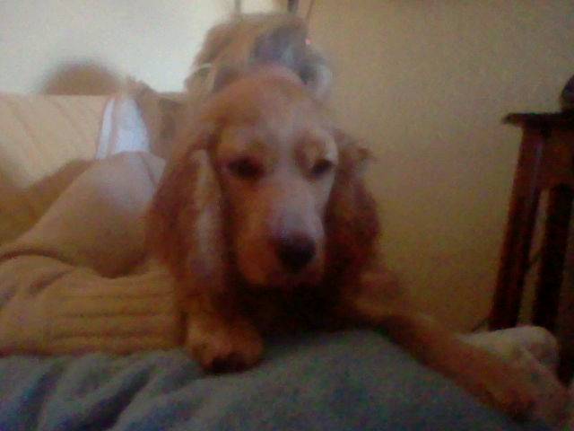 Perla - Cocker Anglais (8 mois)