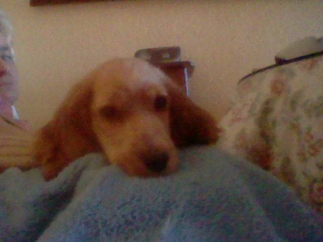 Perla - Cocker Anglais (8 mois)
