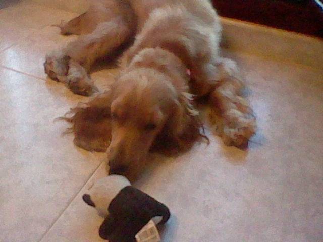 Perla - Cocker Anglais (8 mois)
