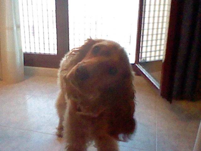 Perla - Cocker Anglais (8 mois)
