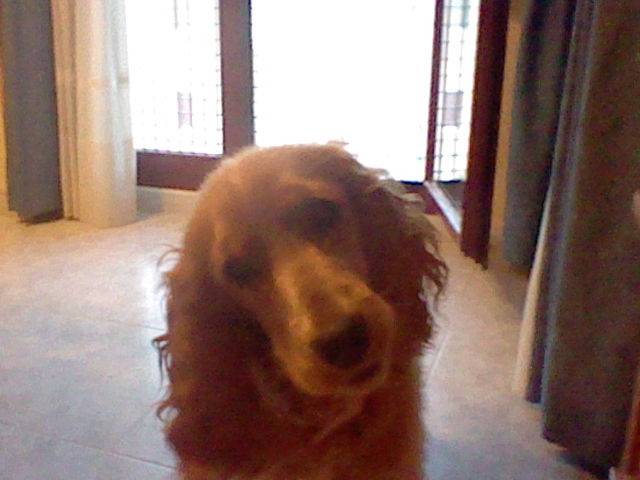 Perla - Cocker Anglais (8 mois)