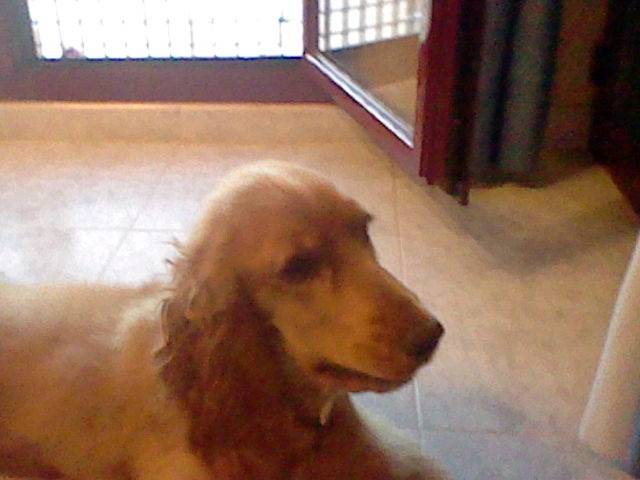 Perla - Cocker Anglais (8 mois)