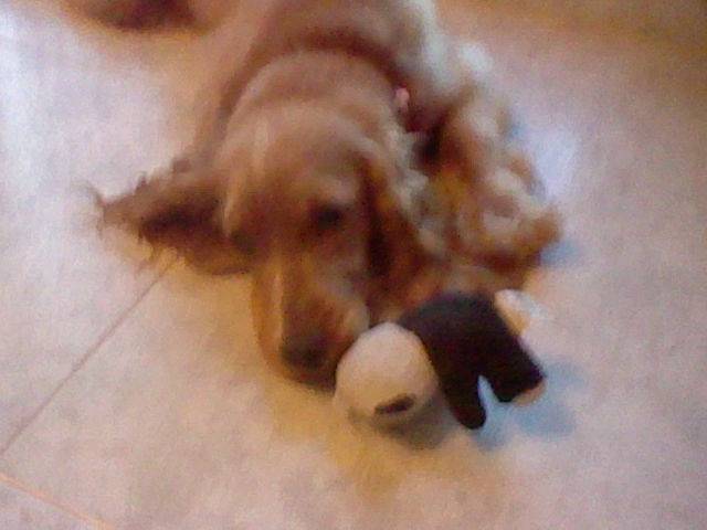 Perla - Cocker Anglais (8 mois)