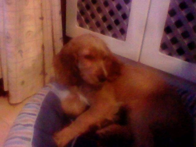 Perla - Cocker Anglais (8 mois)