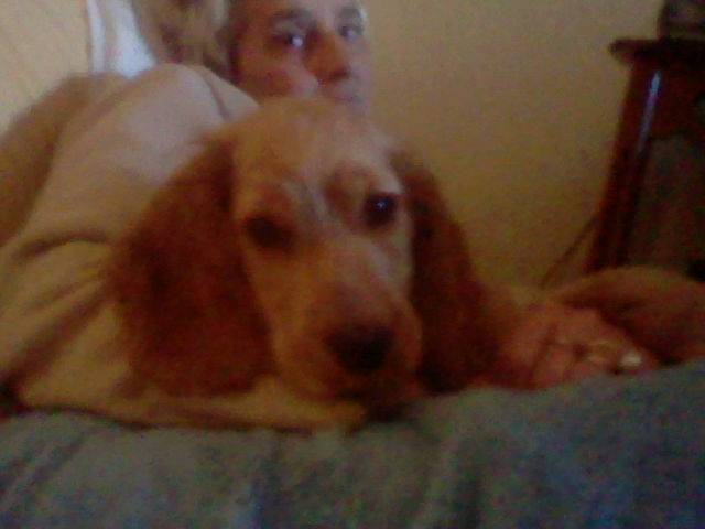 Perla - Cocker Anglais (8 mois)
