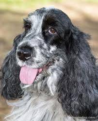 murffy - Cocker Anglais Mâle (10 ans)