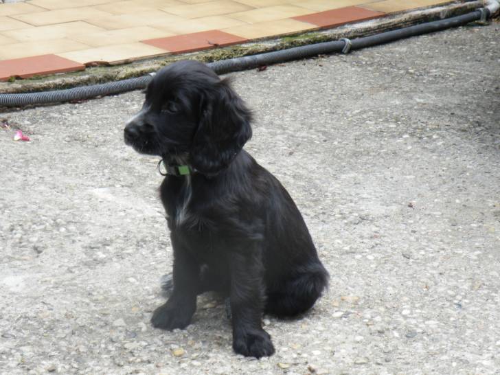 Estia - Cocker Anglais (2 mois)