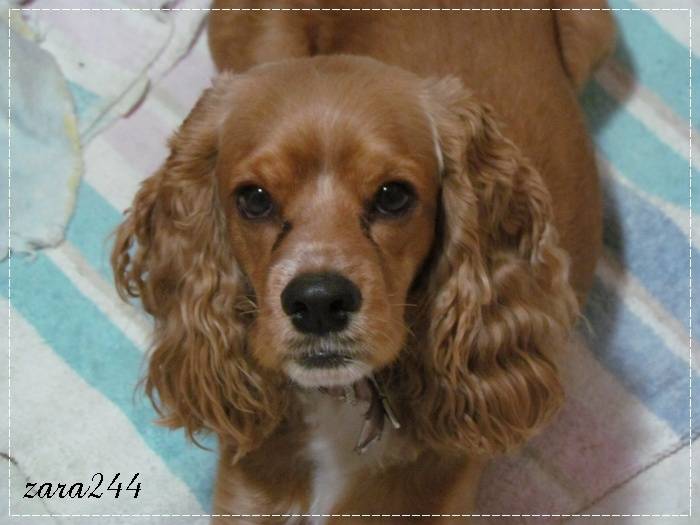 Sally - Cocker Anglais (1 an)