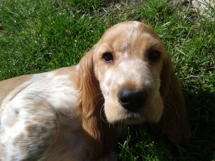 Habby - Cocker Anglais (5 mois)