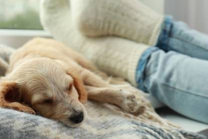 Un chiot Cocker Anglais allongé aux pieds de sa propriétaire