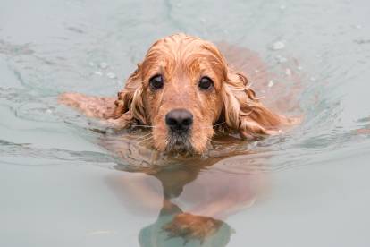 Un Cocker Anglais  en train de nager dans un lac