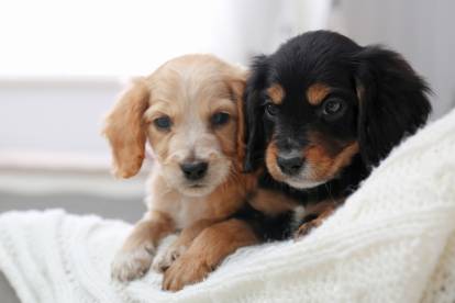 Deux chiots Cockers Anglais assis sur un canapé