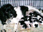 Bess and her puppies - Cocker Anglais Femelle (4 ans)
