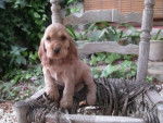 daisey - Cocker Anglais Mâle (1 mois)