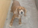 Mey - Cocker Anglais Femelle (12 ans)