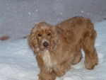 filou a la neige - Cocker Anglais Mâle (5 ans)