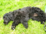 Fibie - Cocker Anglais Femelle (2 ans)