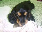 Lucky ( tout bébé)2e jour - Cocker Anglais Mâle (2 mois)