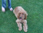 Coockie - Cocker Anglais Mâle (2 ans)