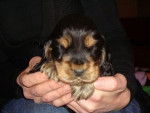 Loki - Cocker Anglais Mâle (5 mois)