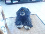 Cally - Cocker Anglais Femelle (6 ans)