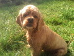 Rox - Cocker Anglais Mâle (7 ans)