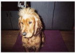 Achille, cocker anglais, à 10 mois - Cocker Anglais (10 mois)