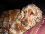 cocker spaniel - Cocker Anglais