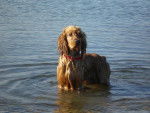 Un Cocker Anglais debout dans un lac