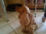 Boonty - Cocker Anglais Mâle (4 ans)