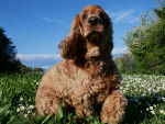 Photo Cocker Anglais