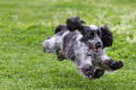 Un Cocker Anglais en train de courir dans un jardin