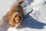 Un Cocker Anglais  en train de jouer dans la neige