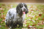 Photo Cocker Anglais