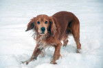 Un Cocker Anglais en train de jouer dans la neige