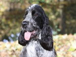 cocker anglais - Cocker Anglais Mâle (2 ans)