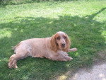 Mickey - Cocker Anglais Mâle (6 ans)