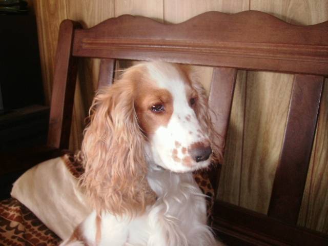 sol - Cocker Anglais Femelle (2 ans)