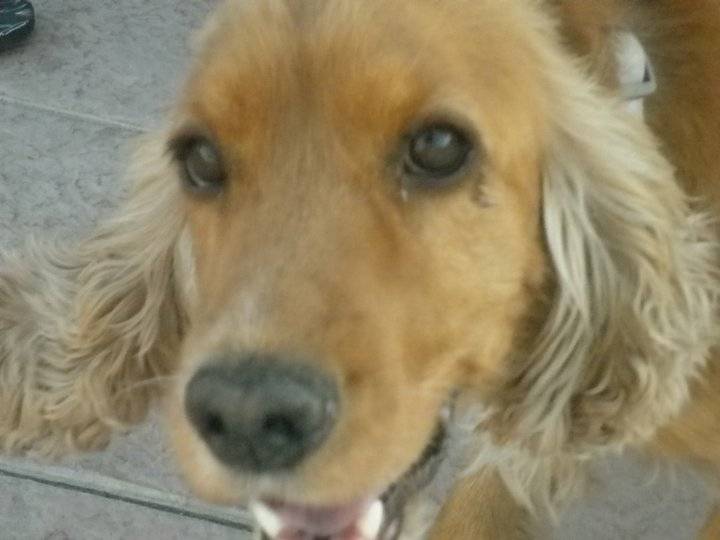 Dama - Cocker Anglais Femelle (5 ans)