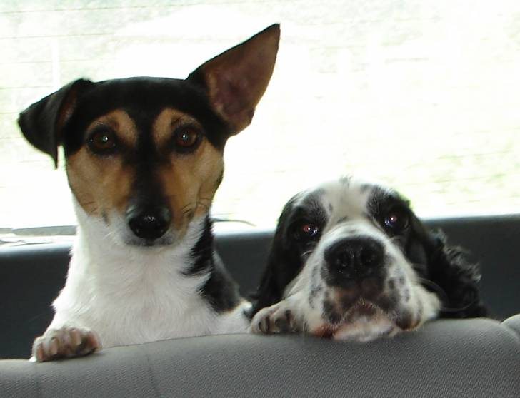 sania - Cocker Anglais Femelle (8 ans)