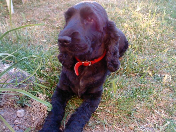 Byzance - Cocker Anglais Femelle (6 ans)