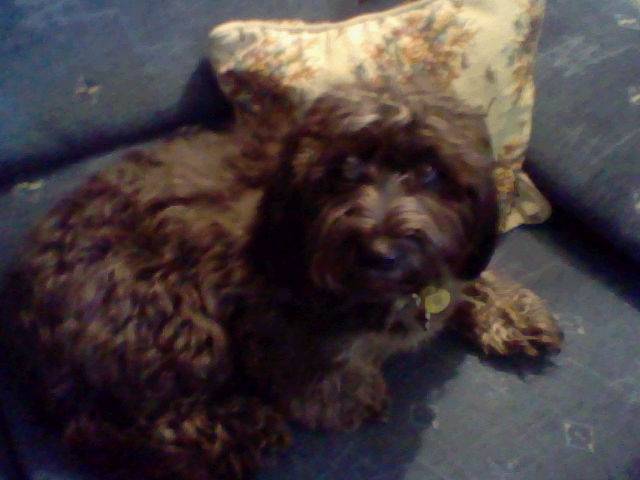 Violeta - Cocker Anglais Femelle (2 ans)