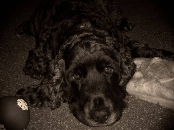 Charlie - Cocker Anglais Mâle (3 ans)