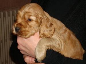Lolo - Cocker Anglais Mâle (5 mois)