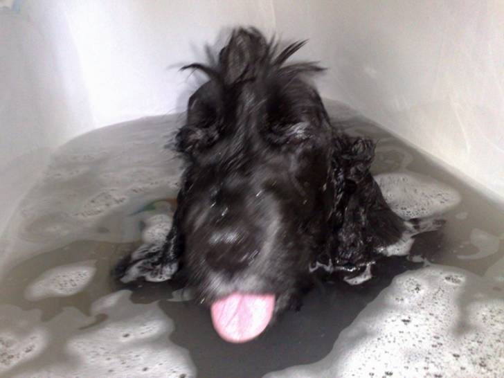 Onyx - Cocker Anglais Mâle (14 ans)